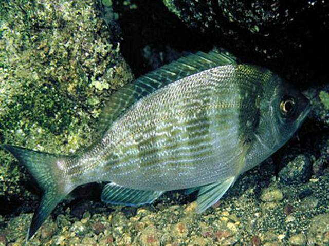  Чуденка за една риба.  Diplodus%20cervinus%20(άσπρο%20σκαθάρι)%20(small)