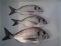 tsipoures 600gr.350gr.300gr.