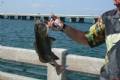 florida (6) GROUPER
