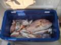 fisffinder foto2
