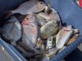 fishfinder foto 3