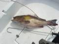 DSC00017