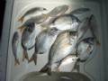 FISH COLLECTION 28-10-2008