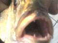 P  09-09-06_0751