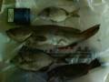 DSC00130