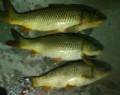 3 carps 1.5kg, 2.0kg, 2.5kg