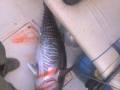 BLUEFIN 15 