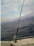     (KILLWELL LIME TIP  ACCU