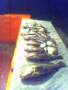 picture004