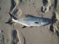 palometa11
